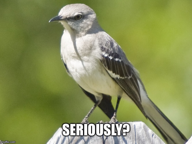 MOCKINGBIRD | SERIOUSLY? | image tagged in mockingbird | made w/ Imgflip meme maker