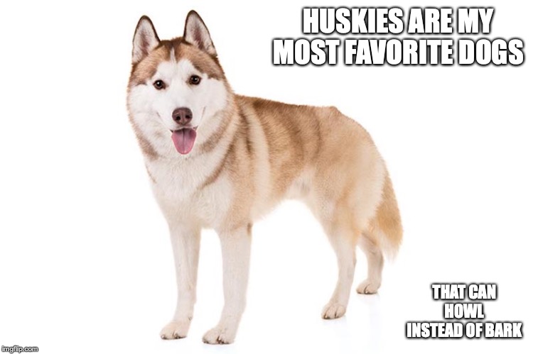 Husky | HUSKIES ARE MY MOST FAVORITE DOGS; THAT CAN HOWL INSTEAD OF BARK | image tagged in husky,dog,memes | made w/ Imgflip meme maker