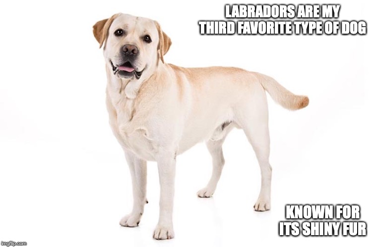 Labrador | LABRADORS ARE MY THIRD FAVORITE TYPE OF DOG; KNOWN FOR ITS SHINY FUR | image tagged in labrador,dog,memes | made w/ Imgflip meme maker