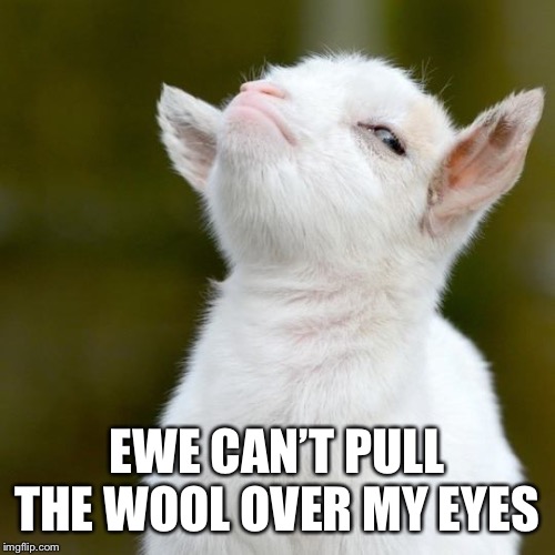 EWE CAN’T PULL THE WOOL OVER MY EYES | image tagged in suspicious lamb | made w/ Imgflip meme maker