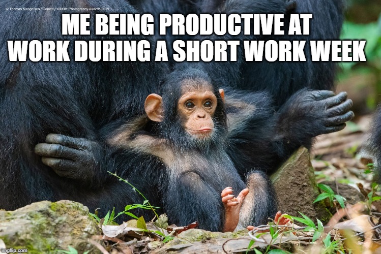 ME BEING PRODUCTIVE AT WORK DURING A SHORT WORK WEEK | image tagged in productivity,monkey | made w/ Imgflip meme maker