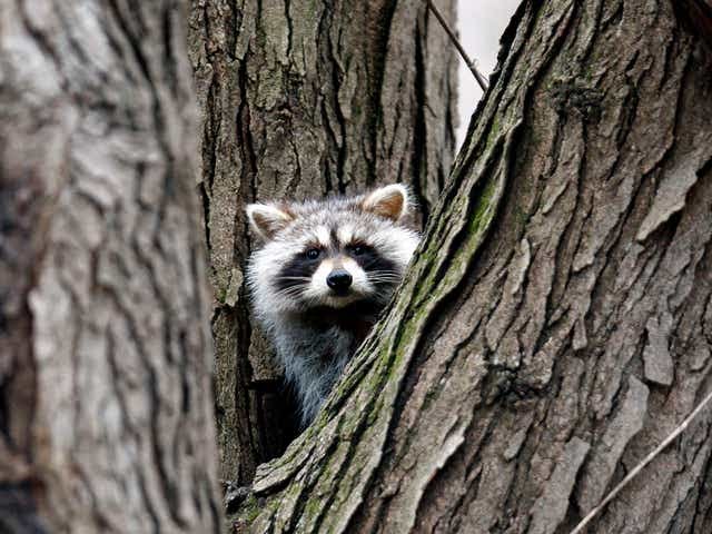 High Quality Raccoon Ninja Blank Meme Template