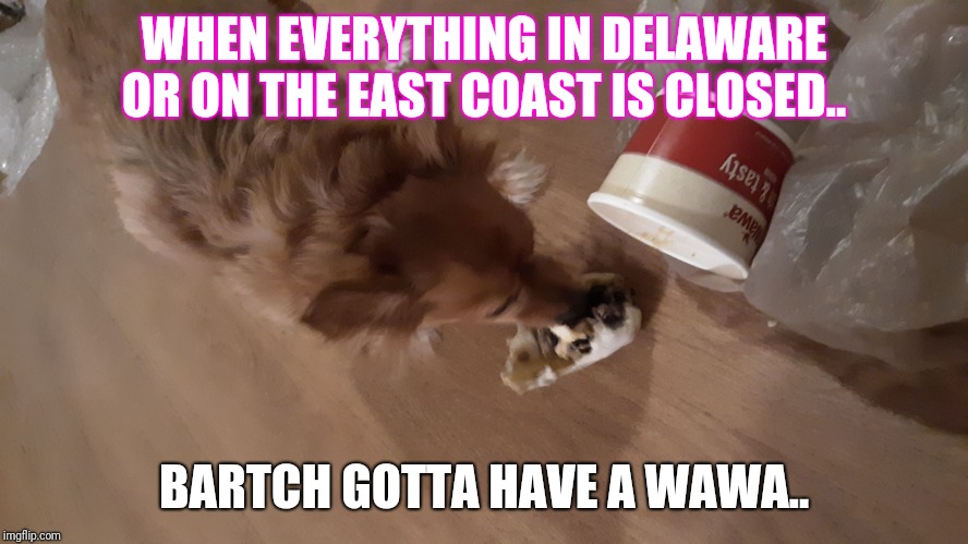 Cocoa | WHEN EVERYTHING IN DELAWARE OR ON THE EAST COAST IS CLOSED.. BARTCH GOTTA HAVE A WAWA.. | image tagged in cocoa | made w/ Imgflip meme maker