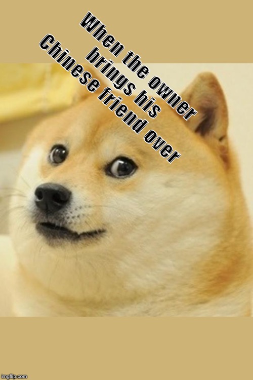 Doge Meme | When the owner brings his Chinese friend over | image tagged in memes,doge | made w/ Imgflip meme maker