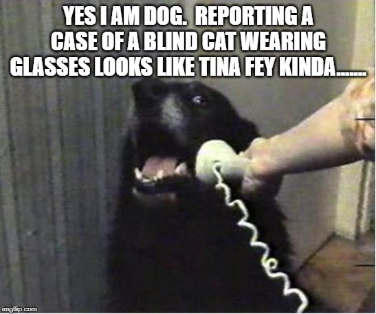 Yes this is dog | YES I AM DOG.  REPORTING A CASE OF A BLIND CAT WEARING GLASSES LOOKS LIKE TINA FEY KINDA....... | image tagged in yes this is dog | made w/ Imgflip meme maker