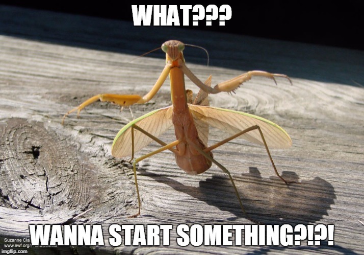 Don't Piss Off the Mantis | image tagged in repost | made w/ Imgflip meme maker