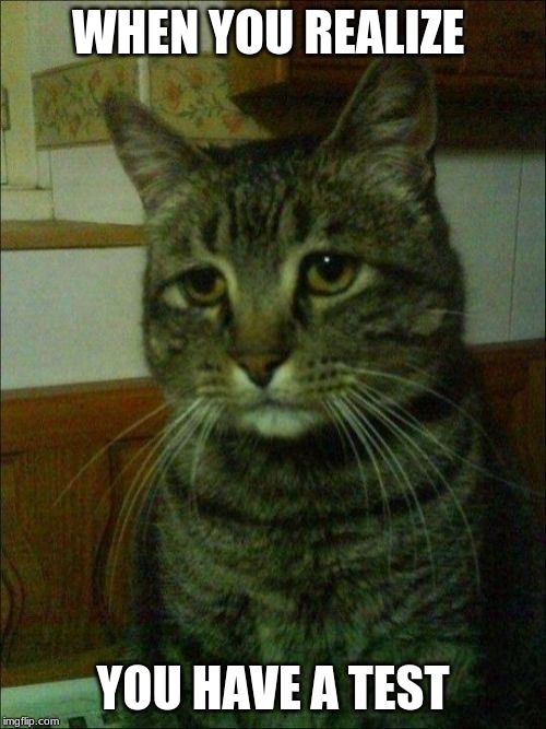 Depressed Cat Meme | WHEN YOU REALIZE; YOU HAVE A TEST | image tagged in memes,depressed cat | made w/ Imgflip meme maker
