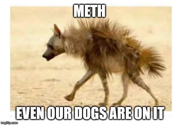 Dogs in South Dakota | METH; EVEN OUR DOGS ARE ON IT | image tagged in meth | made w/ Imgflip meme maker