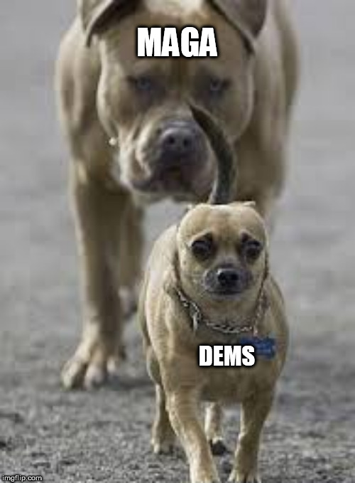 2 dogs | MAGA; DEMS | image tagged in 2 dogs | made w/ Imgflip meme maker