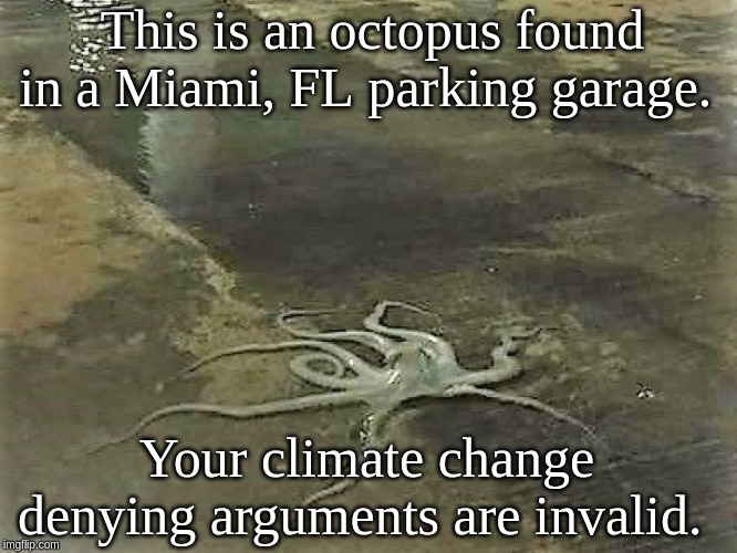 Octopus in Miami parking garage | This is an octopus found in a Miami, FL parking garage. Your climate change denying arguments are invalid. | image tagged in octopus in miami parking garage | made w/ Imgflip meme maker