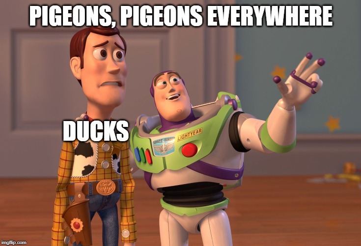 no pigeons allowed | PIGEONS, PIGEONS EVERYWHERE; DUCKS | image tagged in memes,x x everywhere,funny,pigeons,ducks | made w/ Imgflip meme maker