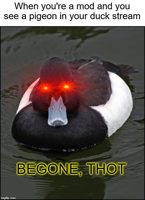 BEGONE, THOT | When you're a mod and you see a pigeon in your duck stream; BEGONE, THOT | image tagged in angry duck,funny,memes,pigeon,ducks | made w/ Imgflip meme maker