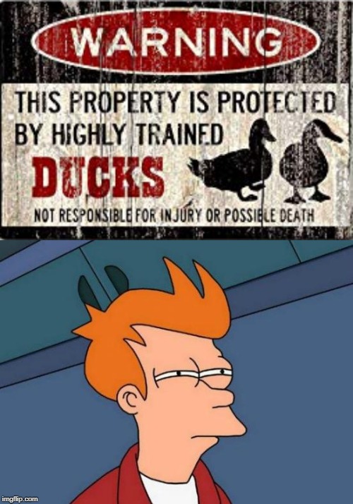 protection | image tagged in memes,futurama fry,funny,ducks,protection | made w/ Imgflip meme maker