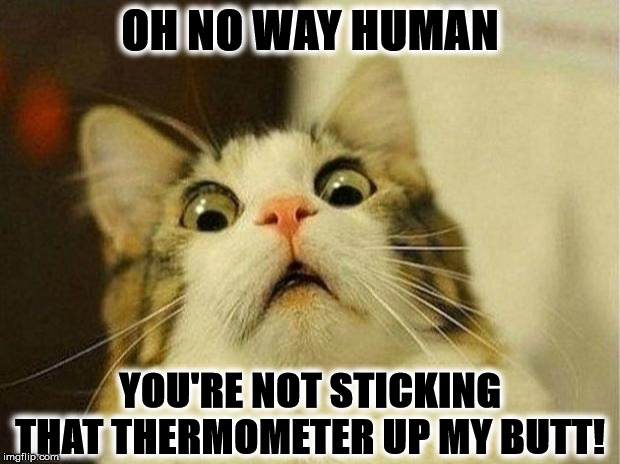 Scared Cat Meme | OH NO WAY HUMAN; YOU'RE NOT STICKING THAT THERMOMETER UP MY BUTT! | image tagged in memes,scared cat | made w/ Imgflip meme maker