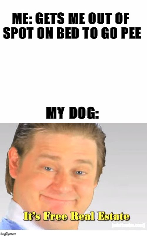 ME: GETS ME OUT OF 
SPOT ON BED TO GO PEE; MY DOG: | image tagged in it's free real estate | made w/ Imgflip meme maker