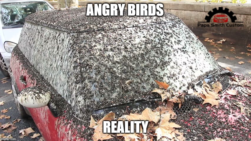 Angry Birds | ANGRY BIRDS; REALITY | image tagged in angry birds,reality,birds,poop,poo,funny memes | made w/ Imgflip meme maker