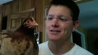 image tagged in gifs,funny,animals | made w/ Imgflip gif maker