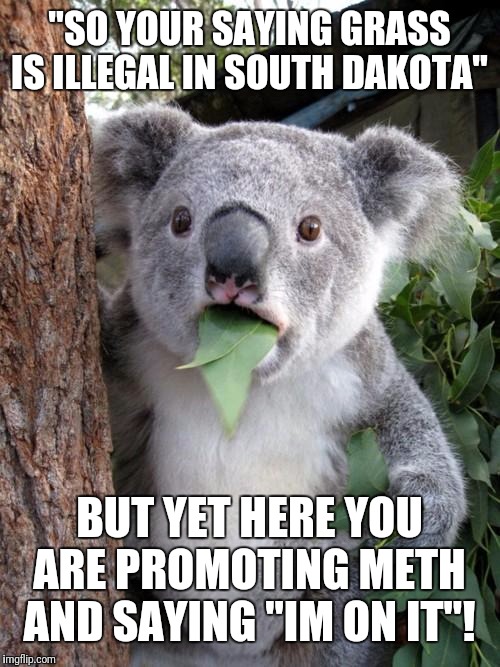 Surprised Koala | "SO YOUR SAYING GRASS IS ILLEGAL IN SOUTH DAKOTA"; BUT YET HERE YOU ARE PROMOTING METH AND SAYING "IM ON IT"! | image tagged in memes,surprised koala | made w/ Imgflip meme maker