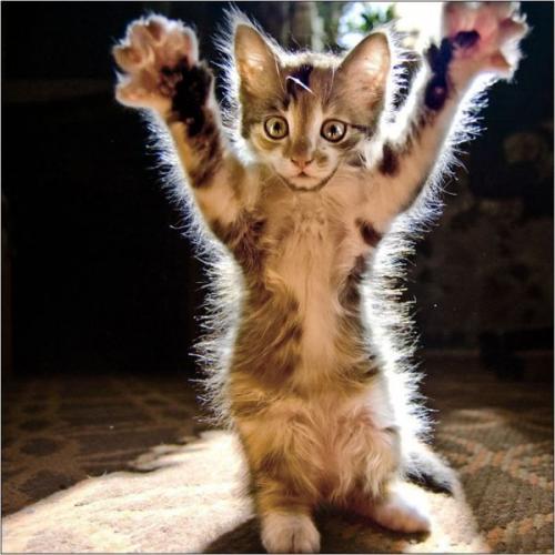image tagged in cats,kittens,animals