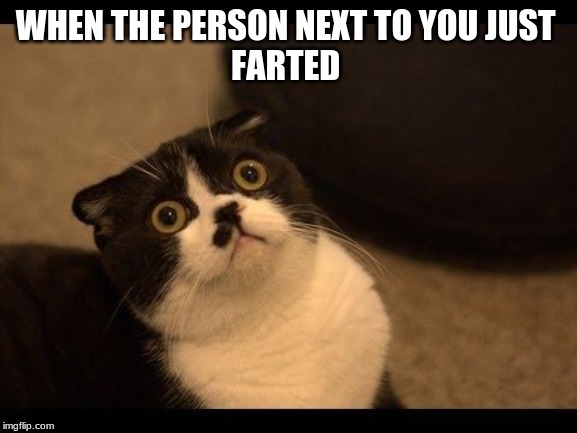 Confused Cats Cake Day | WHEN THE PERSON NEXT TO YOU JUST 
FARTED | image tagged in confused cats cake day | made w/ Imgflip meme maker