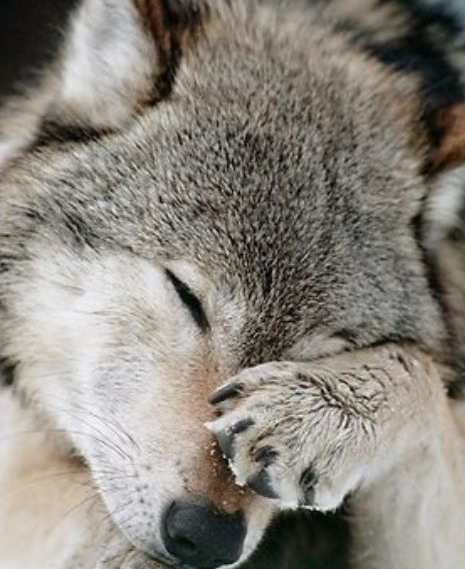 Wolf Facepalm Blank Meme Template