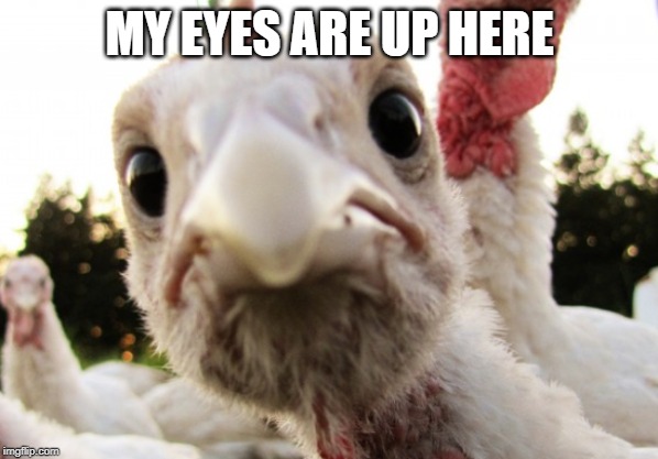 Quit checking out my breasts. |  MY EYES ARE UP HERE | image tagged in thanksgiving,turkey | made w/ Imgflip meme maker