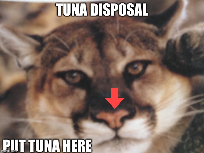 My kitty | TUNA DISPOSAL; PUT TUNA HERE | image tagged in my kitty | made w/ Imgflip meme maker