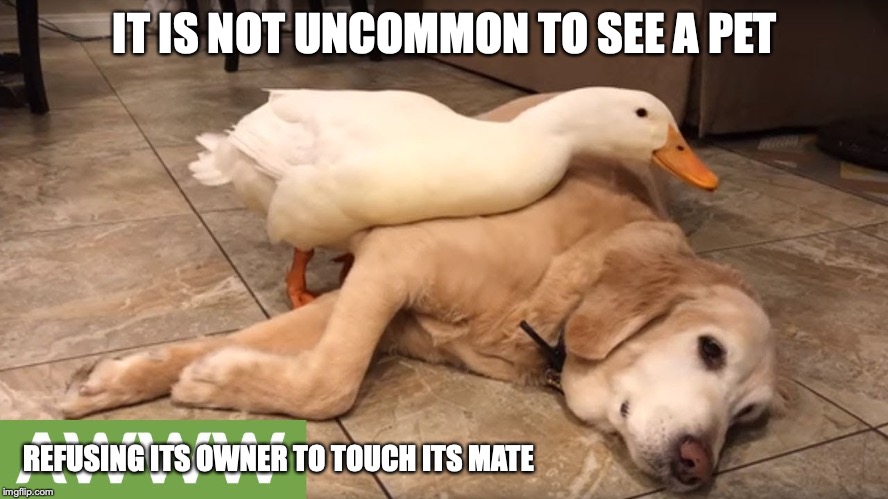 Pet Duck With Pet Dog | IT IS NOT UNCOMMON TO SEE A PET; REFUSING ITS OWNER TO TOUCH ITS MATE | image tagged in pet,duck,dog,memes | made w/ Imgflip meme maker