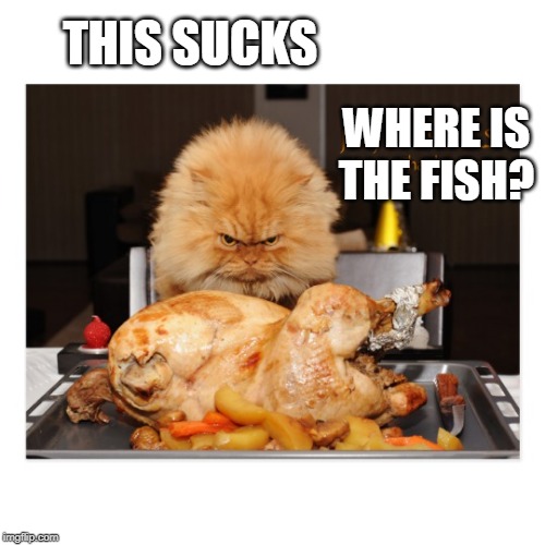 KITTY WANTS FISH | THIS SUCKS; WHERE IS THE FISH? | image tagged in cats,thanksgiving,mad cat | made w/ Imgflip meme maker