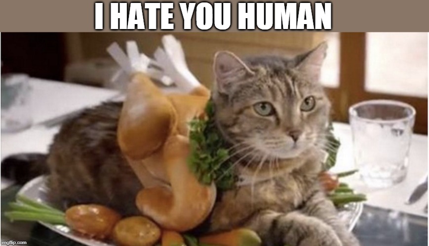 KITTY TURKEY | I HATE YOU HUMAN | image tagged in cats,funny cats,thanksgiving | made w/ Imgflip meme maker