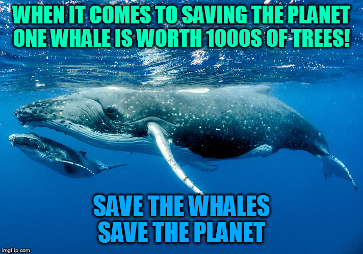 Save the Whales and you Save the Planet | WHEN IT COMES TO SAVING THE PLANET
ONE WHALE IS WORTH 1000S OF TREES! SAVE THE WHALES
SAVE THE PLANET | image tagged in whales,climate change,planet earth | made w/ Imgflip meme maker