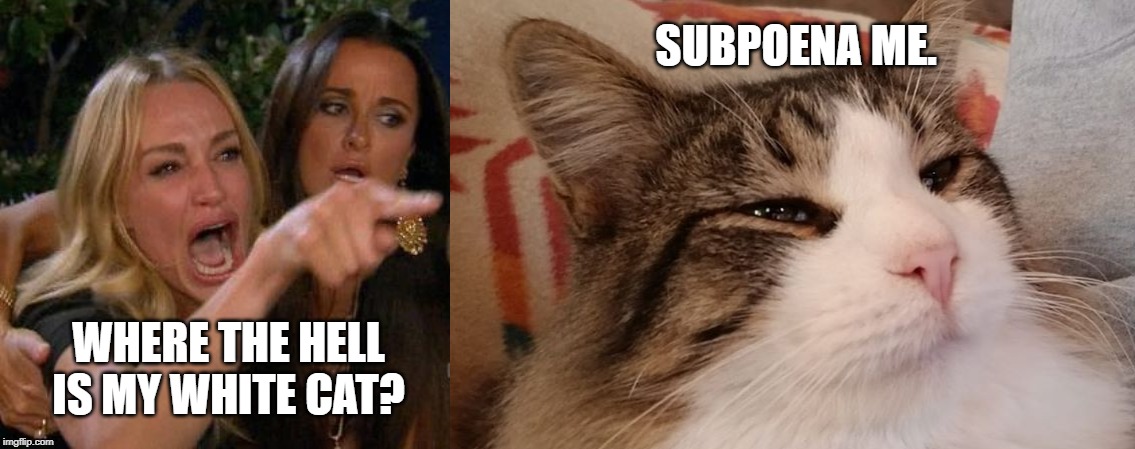 SUBPOENA ME. WHERE THE HELL IS MY WHITE CAT? | image tagged in w | made w/ Imgflip meme maker