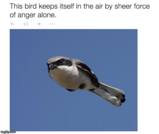 How though? | image tagged in birds,memes,wtf,ok then | made w/ Imgflip meme maker