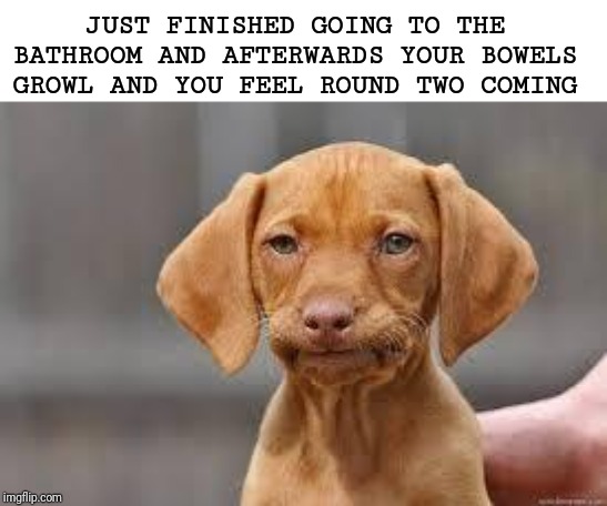 Disappointed Dog | JUST FINISHED GOING TO THE BATHROOM AND AFTERWARDS YOUR BOWELS GROWL AND YOU FEEL ROUND TWO COMING | image tagged in disappointed dog | made w/ Imgflip meme maker
