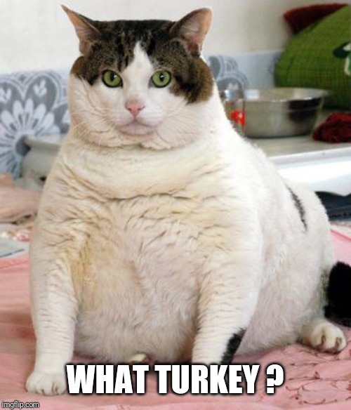 WHAT TURKEY ? | image tagged in funny | made w/ Imgflip meme maker