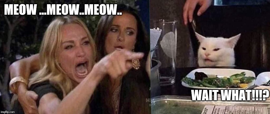 woman yelling at cat | MEOW ...MEOW..MEOW.. WAIT WHAT!!!? | image tagged in woman yelling at cat | made w/ Imgflip meme maker