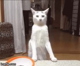 image tagged in gifs | made w/ Imgflip video-to-gif maker