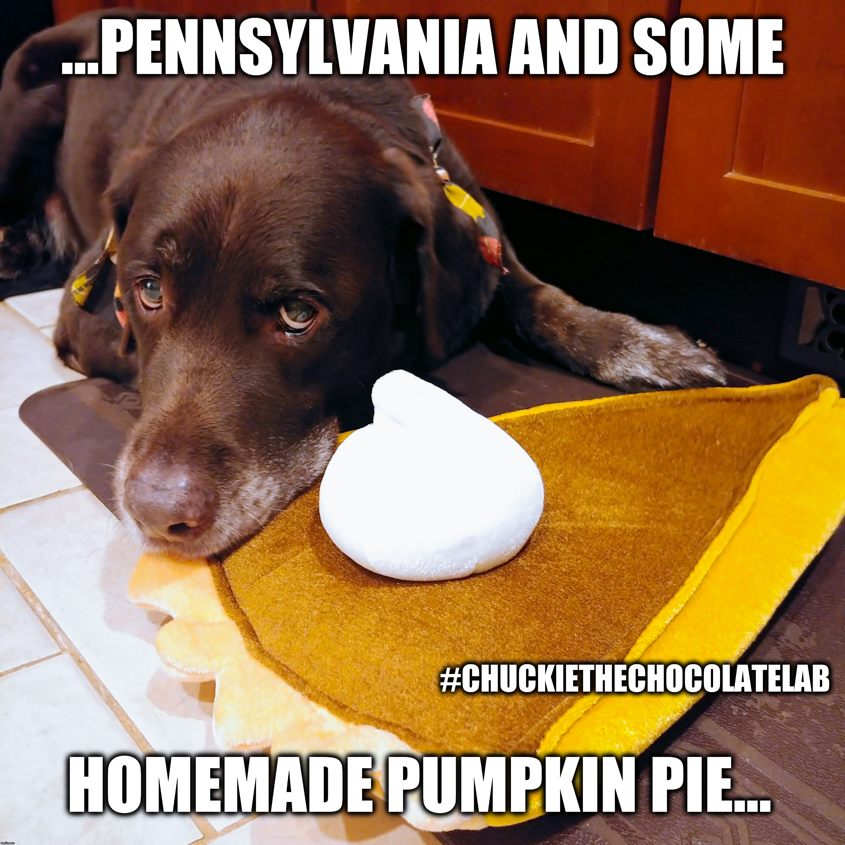 No place like home for the holidays | ...PENNSYLVANIA AND SOME; HOMEMADE PUMPKIN PIE... #CHUCKIETHECHOCOLATELAB | image tagged in chuckie the chocolate lab,dogs,memes,holidays,pumpkin pie,cute | made w/ Imgflip meme maker