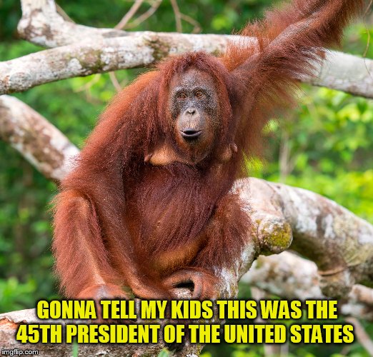 GONNA TELL MY KIDS THIS WAS THE 45TH PRESIDENT OF THE UNITED STATES | image tagged in funny memes | made w/ Imgflip meme maker
