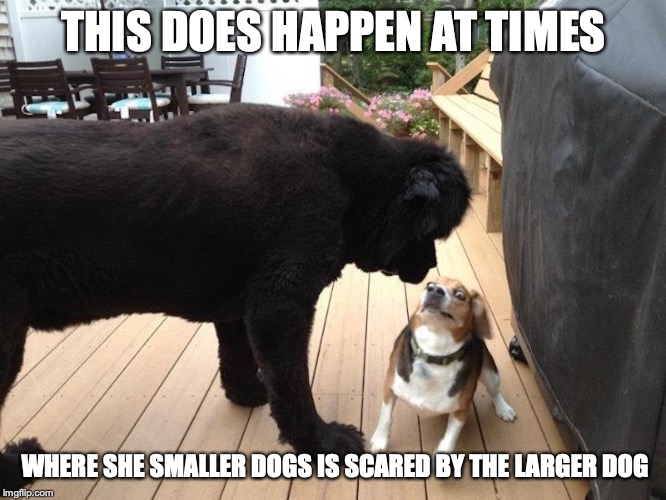 Dog Fear | THIS DOES HAPPEN AT TIMES; WHERE SHE SMALLER DOGS IS SCARED BY THE LARGER DOG | image tagged in dog,memes | made w/ Imgflip meme maker