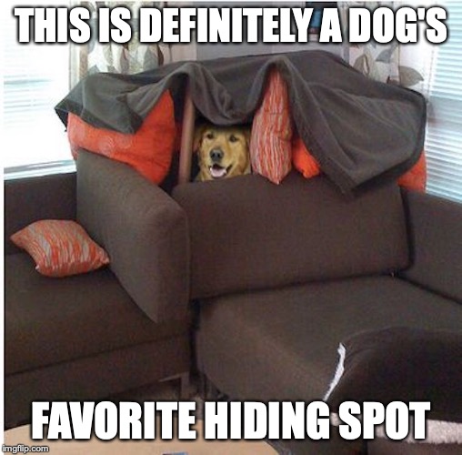 Dog Fort | THIS IS DEFINITELY A DOG'S; FAVORITE HIDING SPOT | image tagged in dog,memes | made w/ Imgflip meme maker