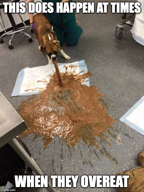 Dog Vomits | THIS DOES HAPPEN AT TIMES; WHEN THEY OVEREAT | image tagged in vomit,dog,memes | made w/ Imgflip meme maker