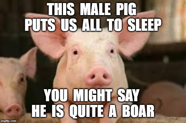 pig | THIS  MALE  PIG  PUTS  US  ALL  TO  SLEEP; YOU  MIGHT  SAY  HE  IS  QUITE  A  BOAR | image tagged in pig | made w/ Imgflip meme maker