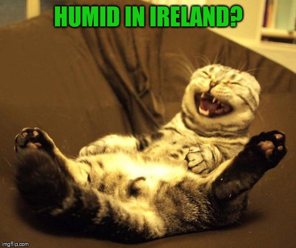 laughing cat | HUMID IN IRELAND? | image tagged in laughing cat | made w/ Imgflip meme maker