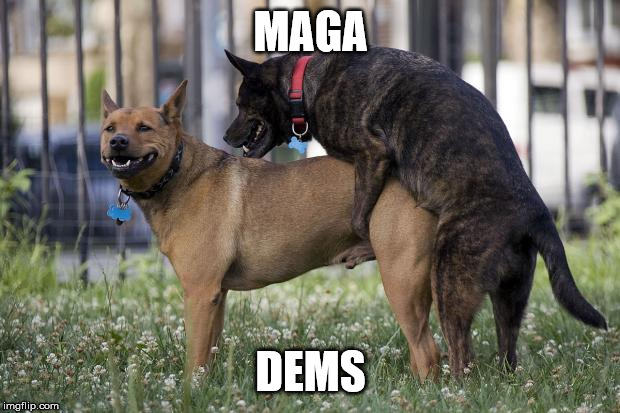 Dogs humping | MAGA DEMS | image tagged in dogs humping | made w/ Imgflip meme maker