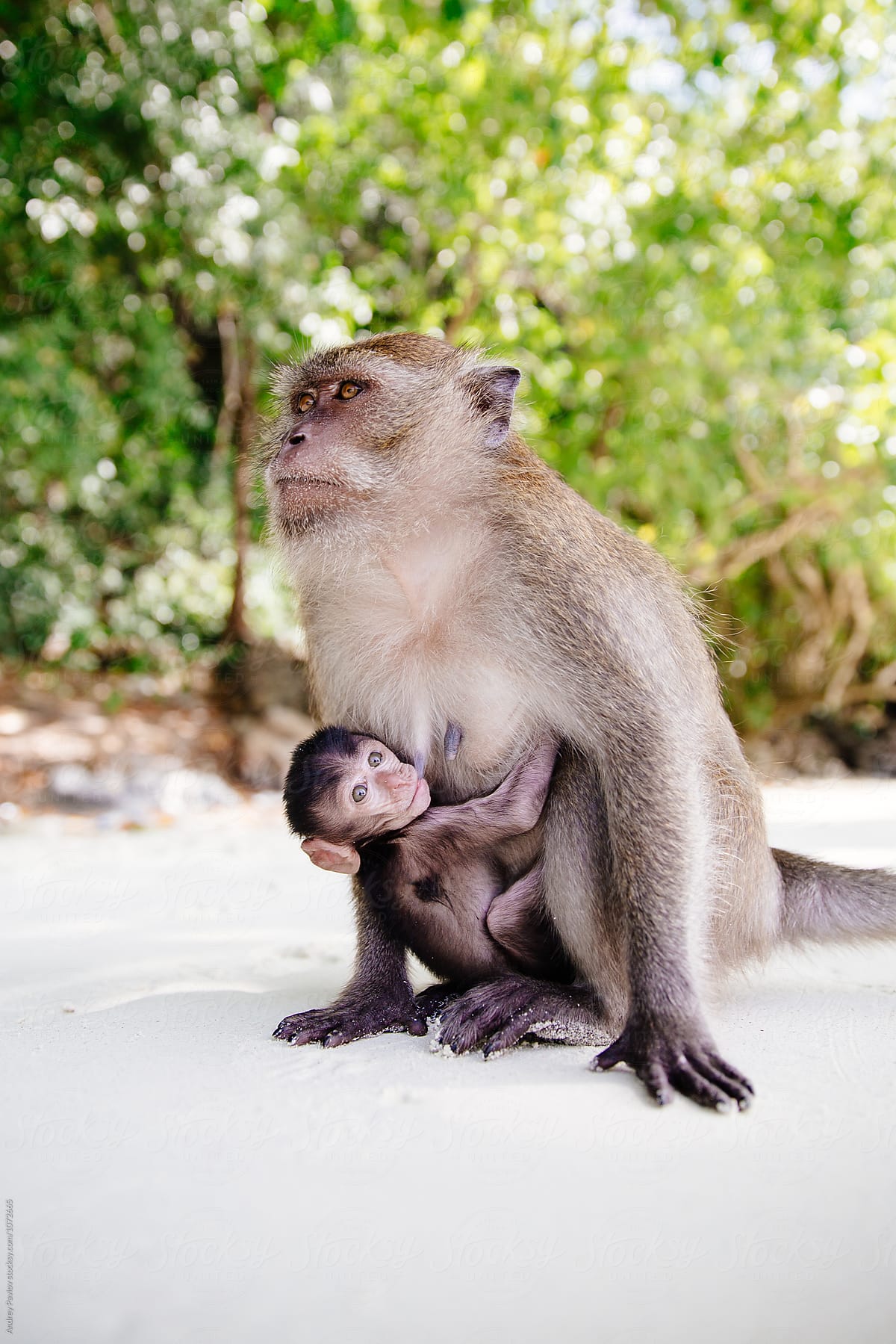 Baby monkey and mama monkey Blank Meme Template