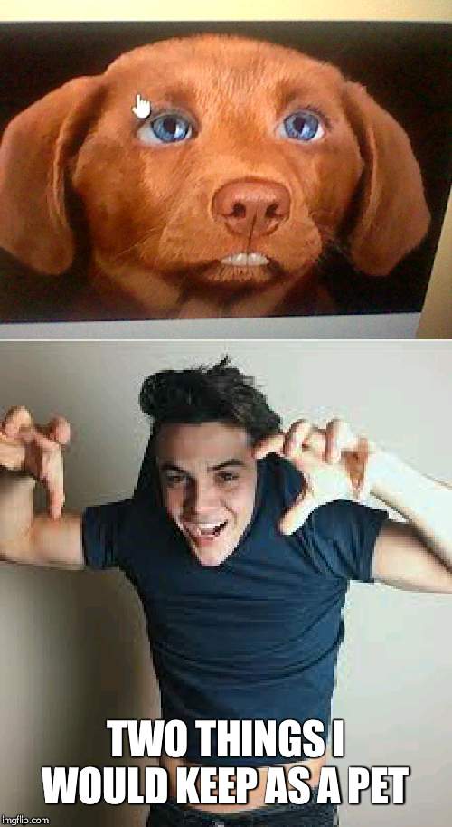 TWO THINGS I WOULD KEEP AS A PET | image tagged in grayson dolan,cutie | made w/ Imgflip meme maker