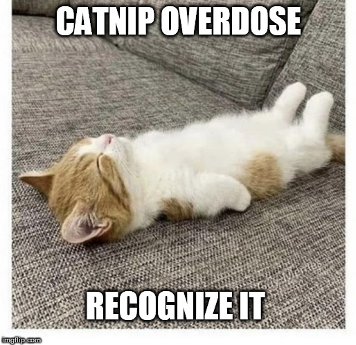 cat | CATNIP OVERDOSE; RECOGNIZE IT | image tagged in cat | made w/ Imgflip meme maker