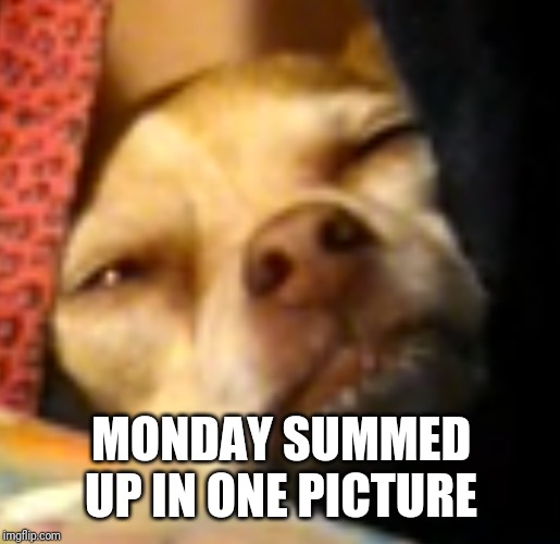 MONDAY SUMMED UP IN ONE PICTURE | image tagged in mondays | made w/ Imgflip meme maker
