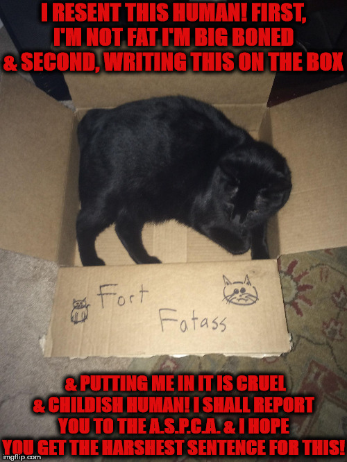 FAT ASS | I RESENT THIS HUMAN! FIRST, I'M NOT FAT I'M BIG BONED & SECOND, WRITING THIS ON THE BOX; & PUTTING ME IN IT IS CRUEL & CHILDISH HUMAN! I SHALL REPORT YOU TO THE A.S.P.C.A. & I HOPE YOU GET THE HARSHEST SENTENCE FOR THIS! | image tagged in fat ass | made w/ Imgflip meme maker